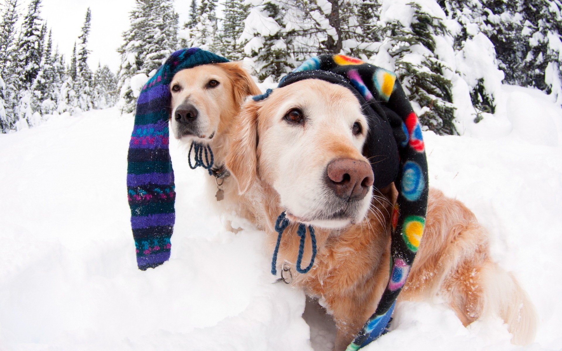 dogs caps winter