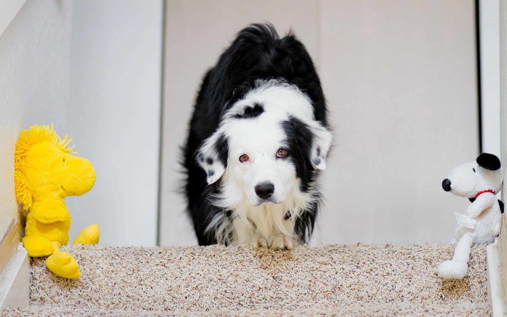 perro casa juguetes