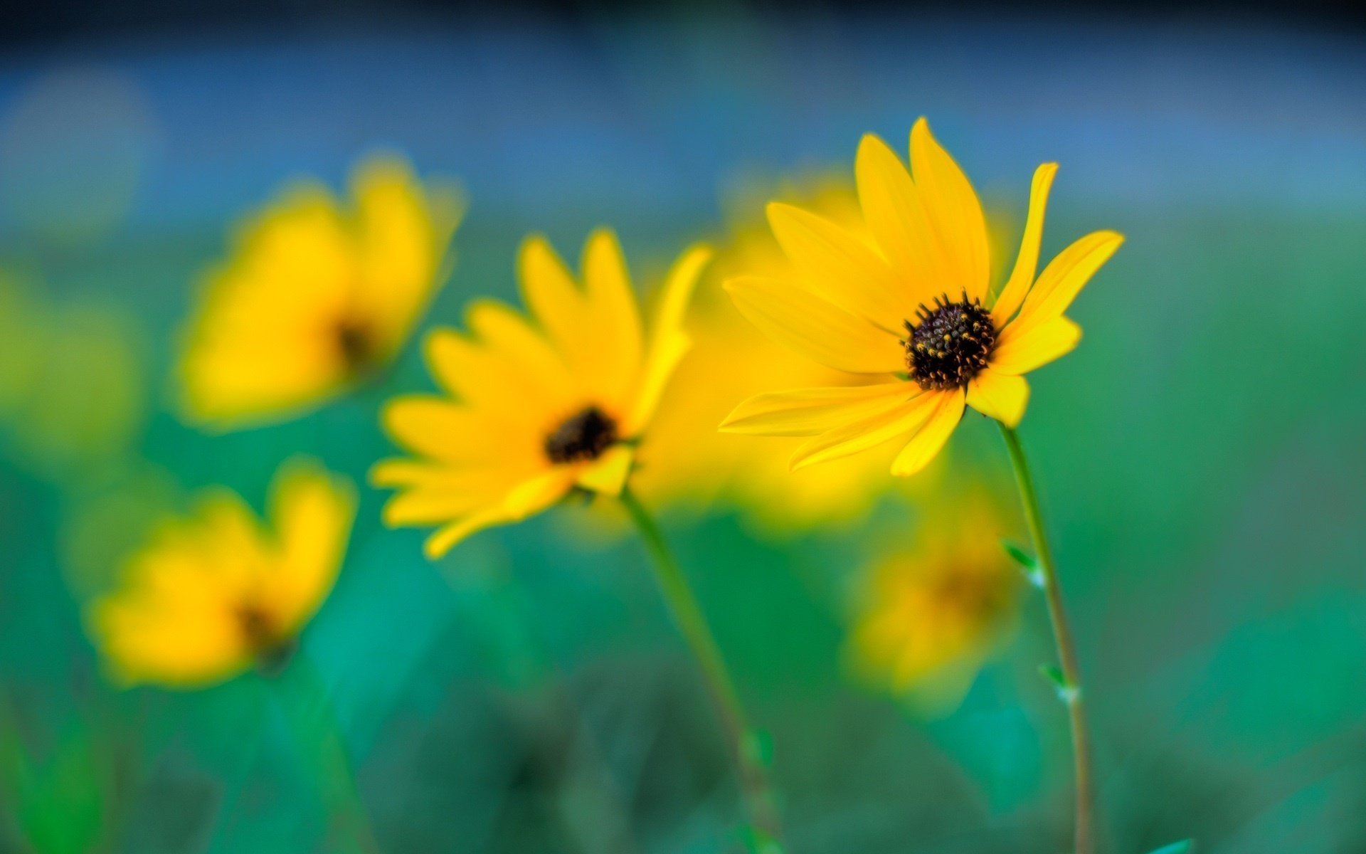 fiori macro giallo bokeh messa a fuoco sfocatura