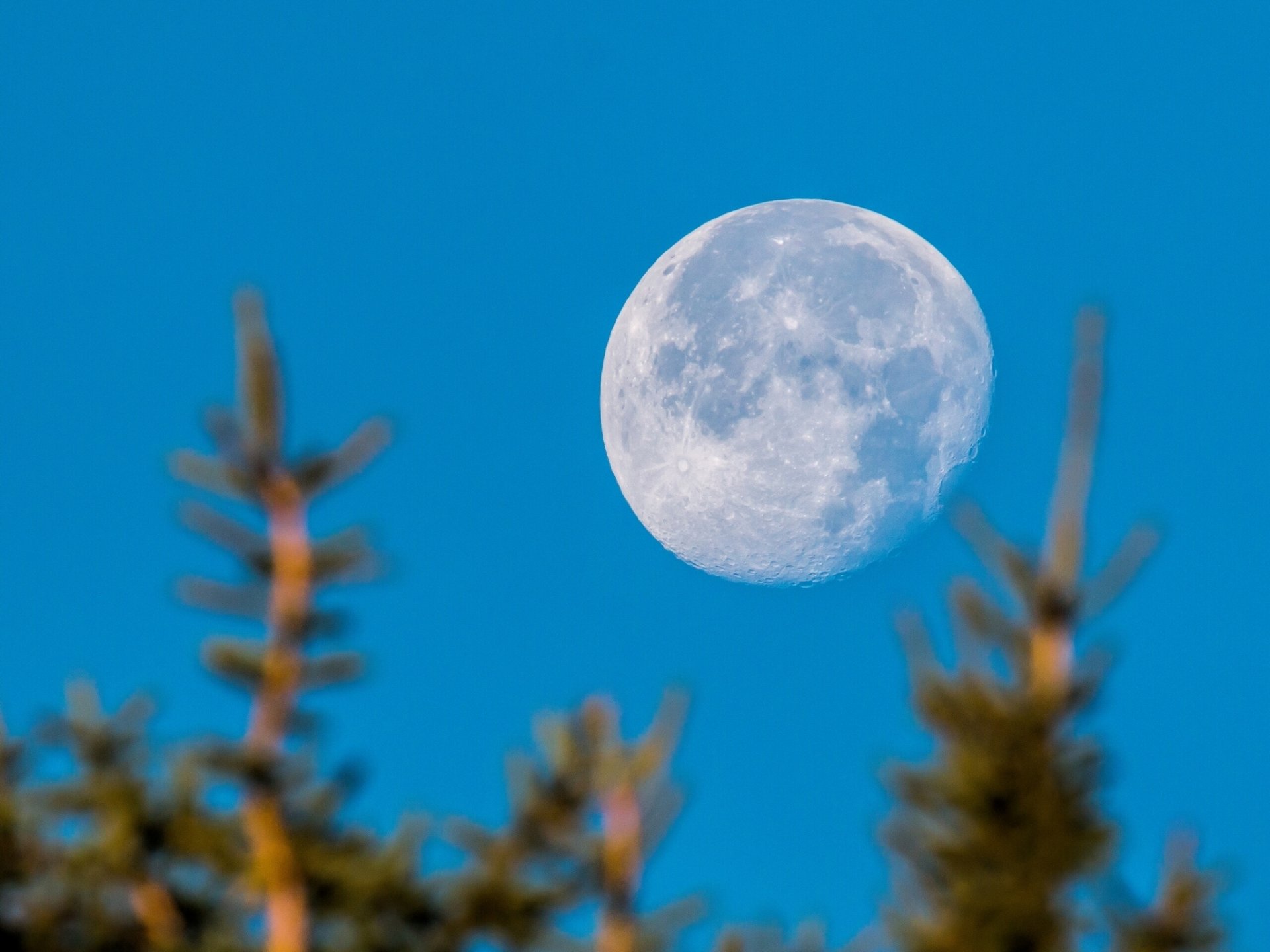 księżyc planeta niebo drzewa bokeh