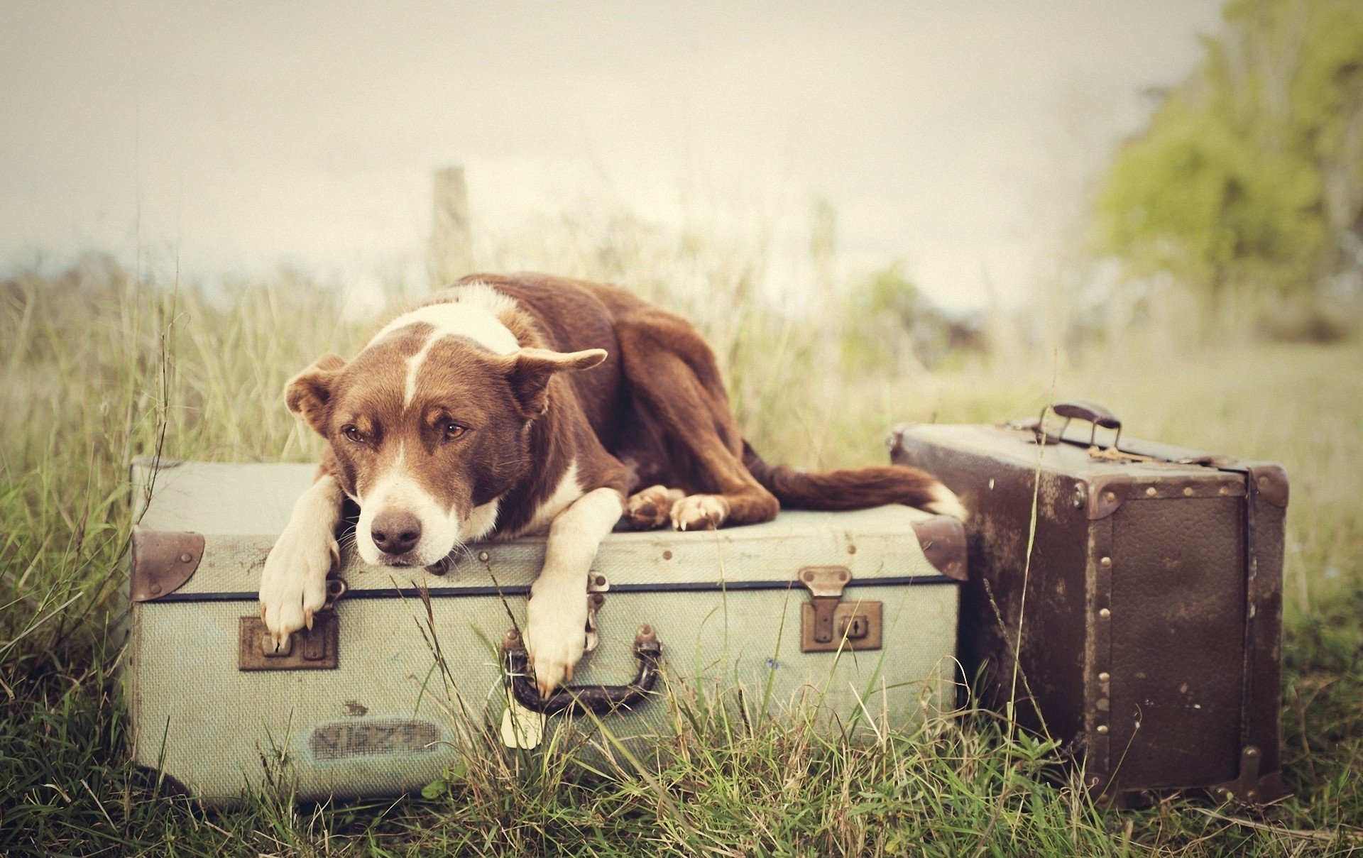 bagages chien valises herbe