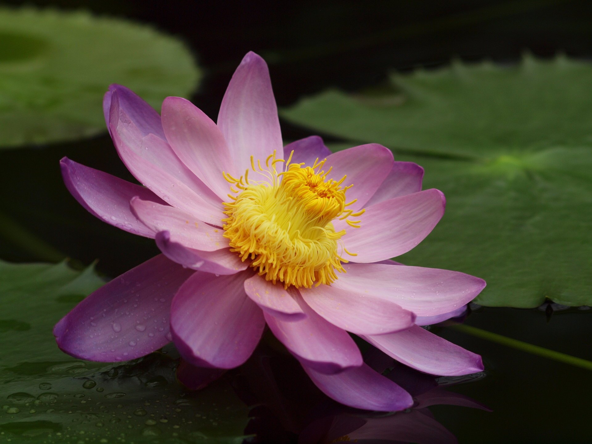 nénuphar fleur étang lotus rose nénuphar