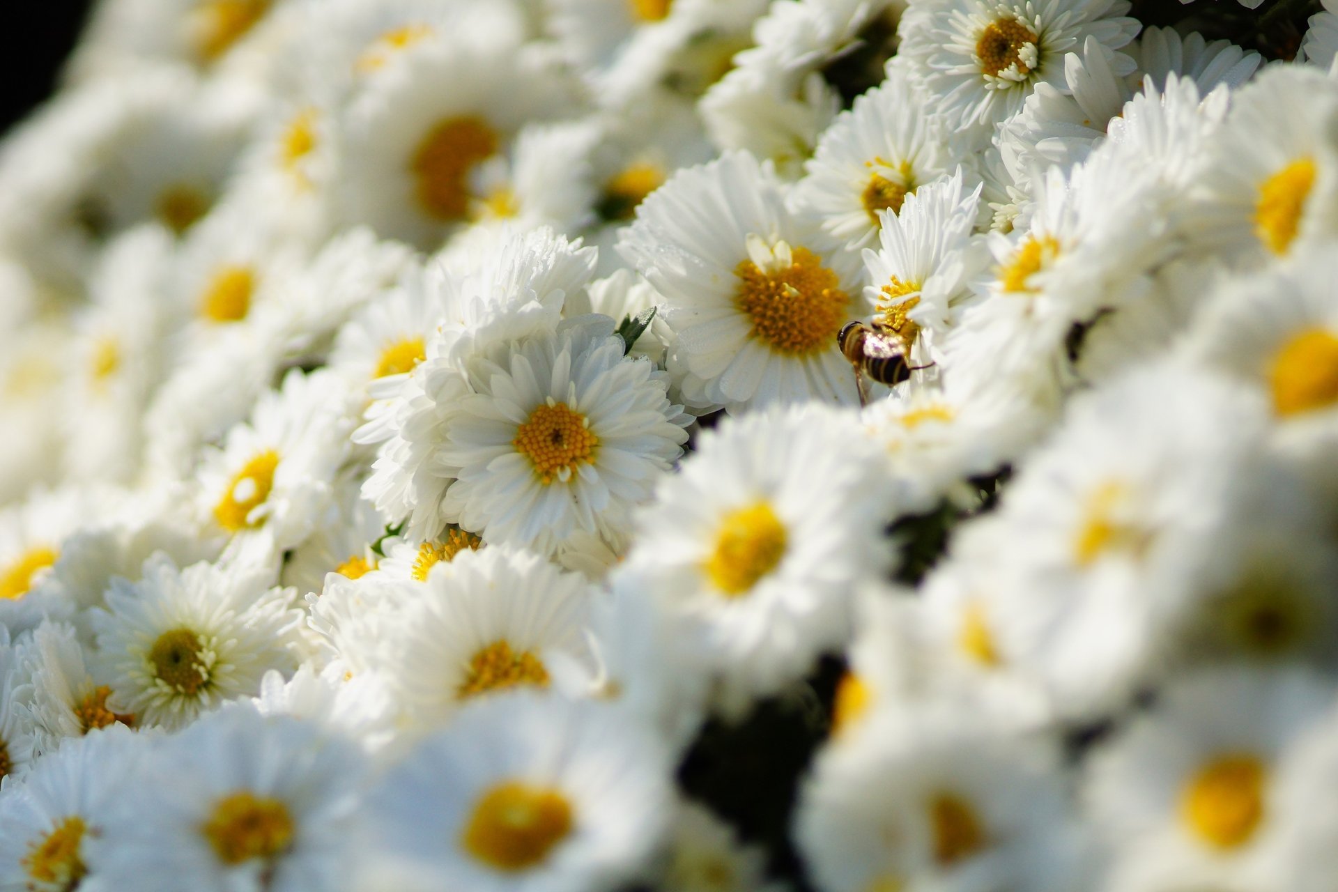 chrysanthemum flowers bee insect a lot white