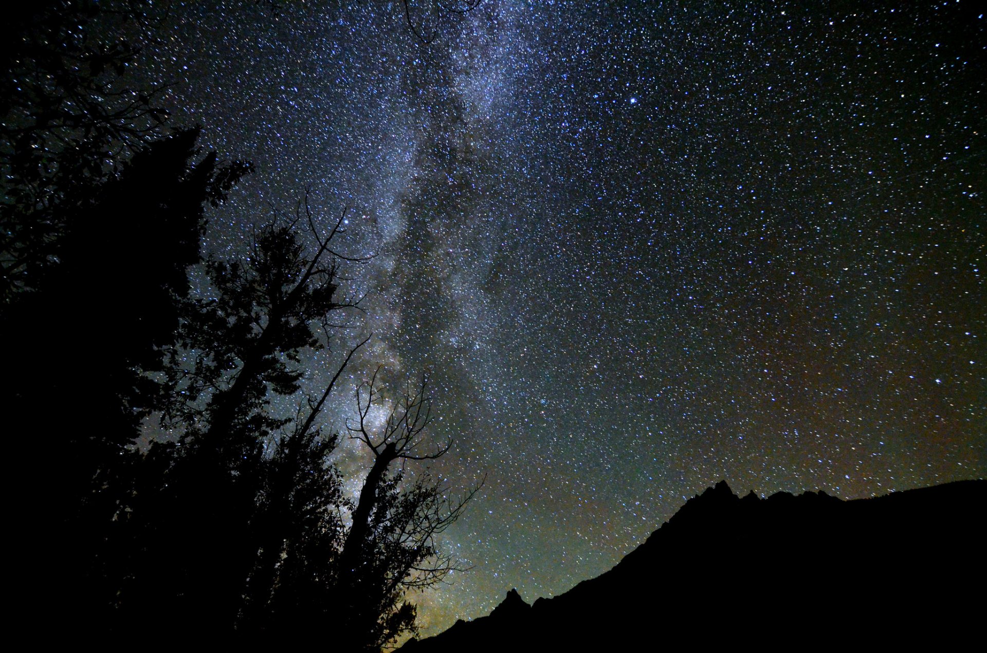 pace star night milky way tree forest