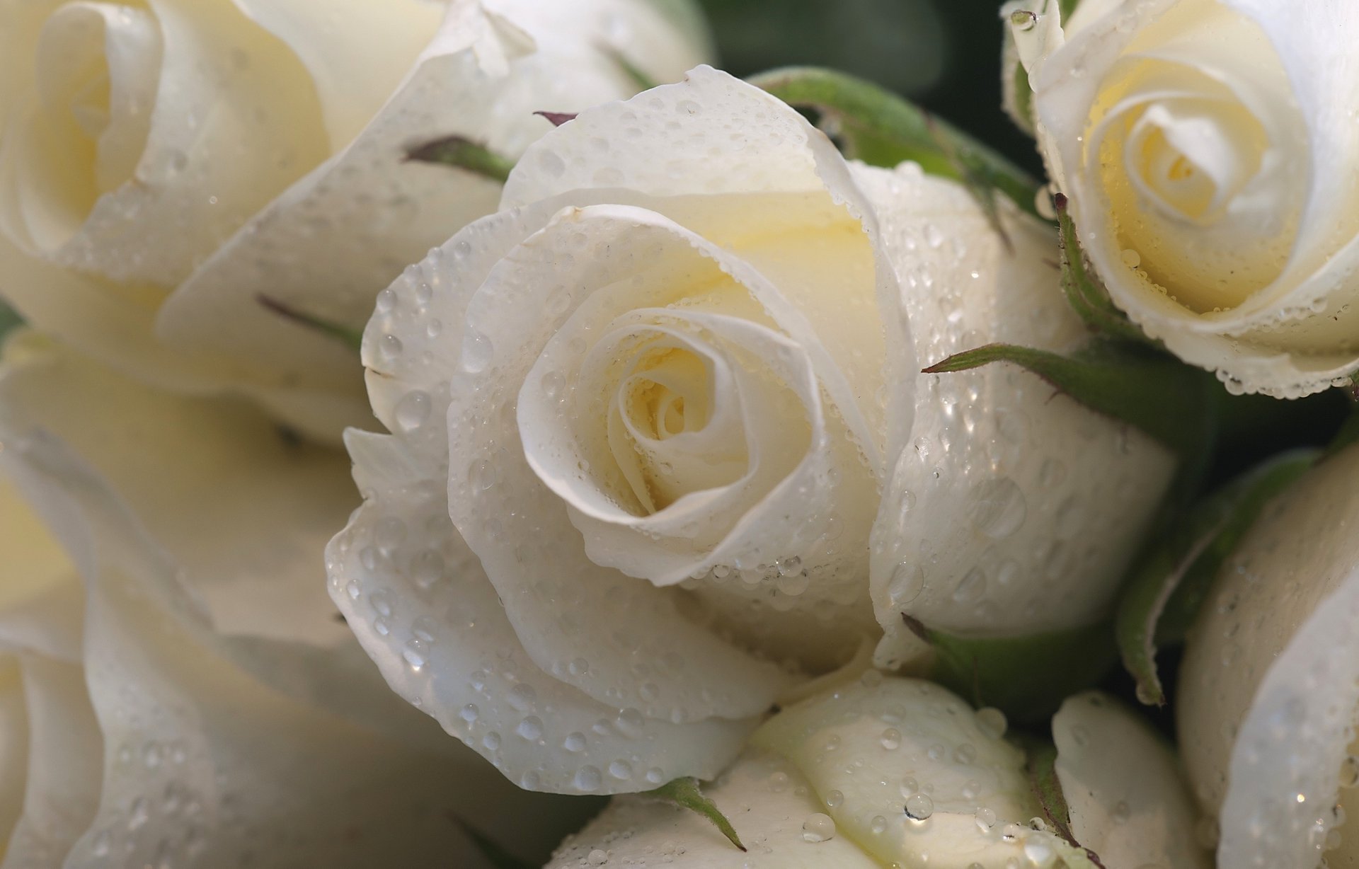 rosas flores macro blanco gotas