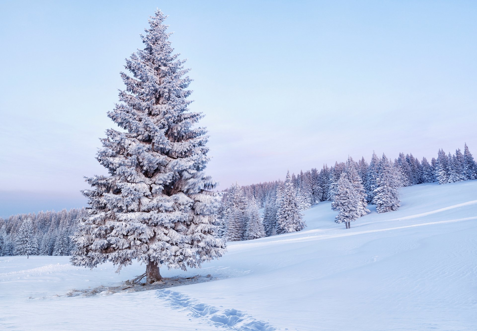 árboles de navidad naturaleza árboles abeto mañana huellas nieve