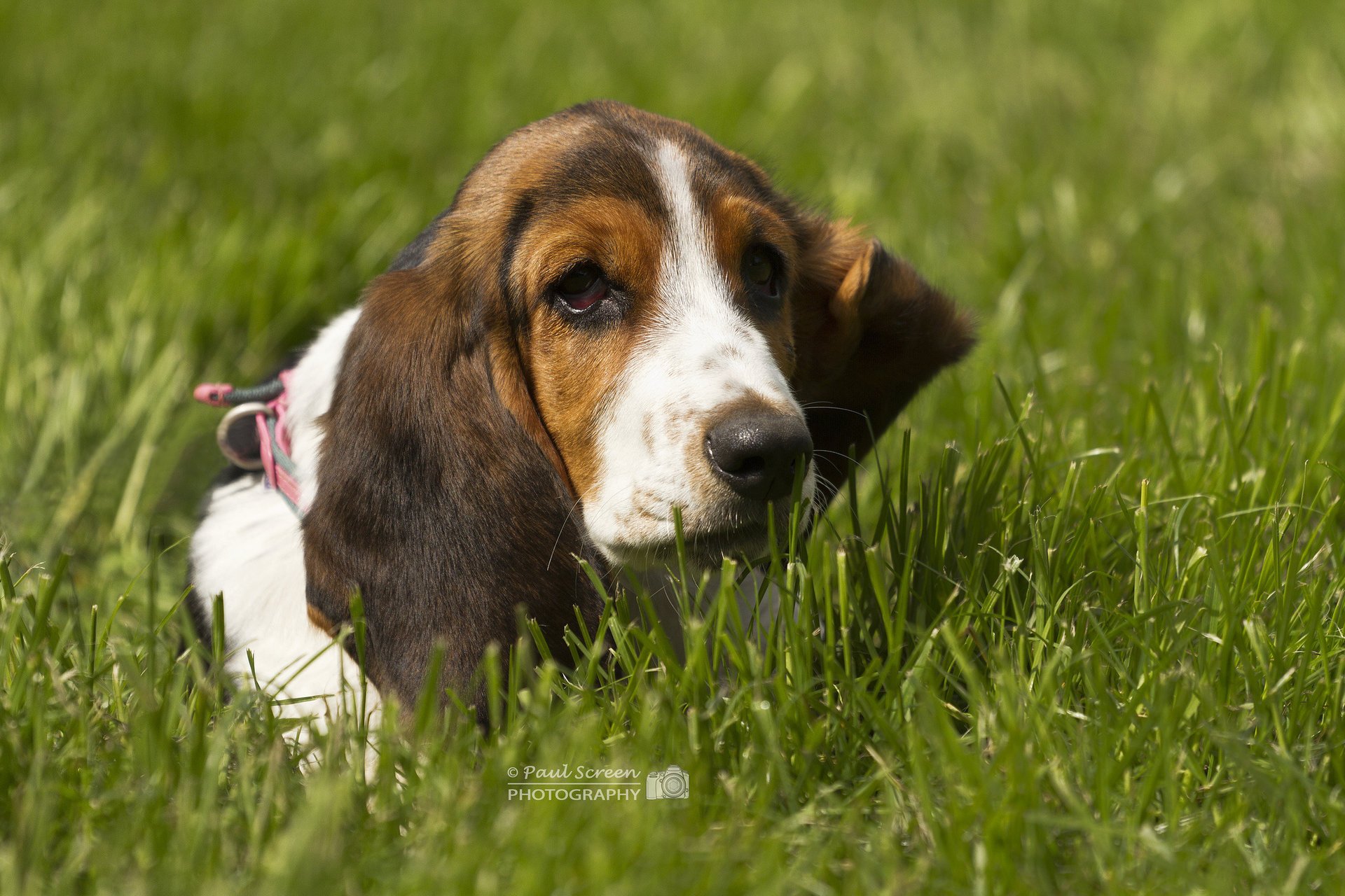 basset hound trawa pies