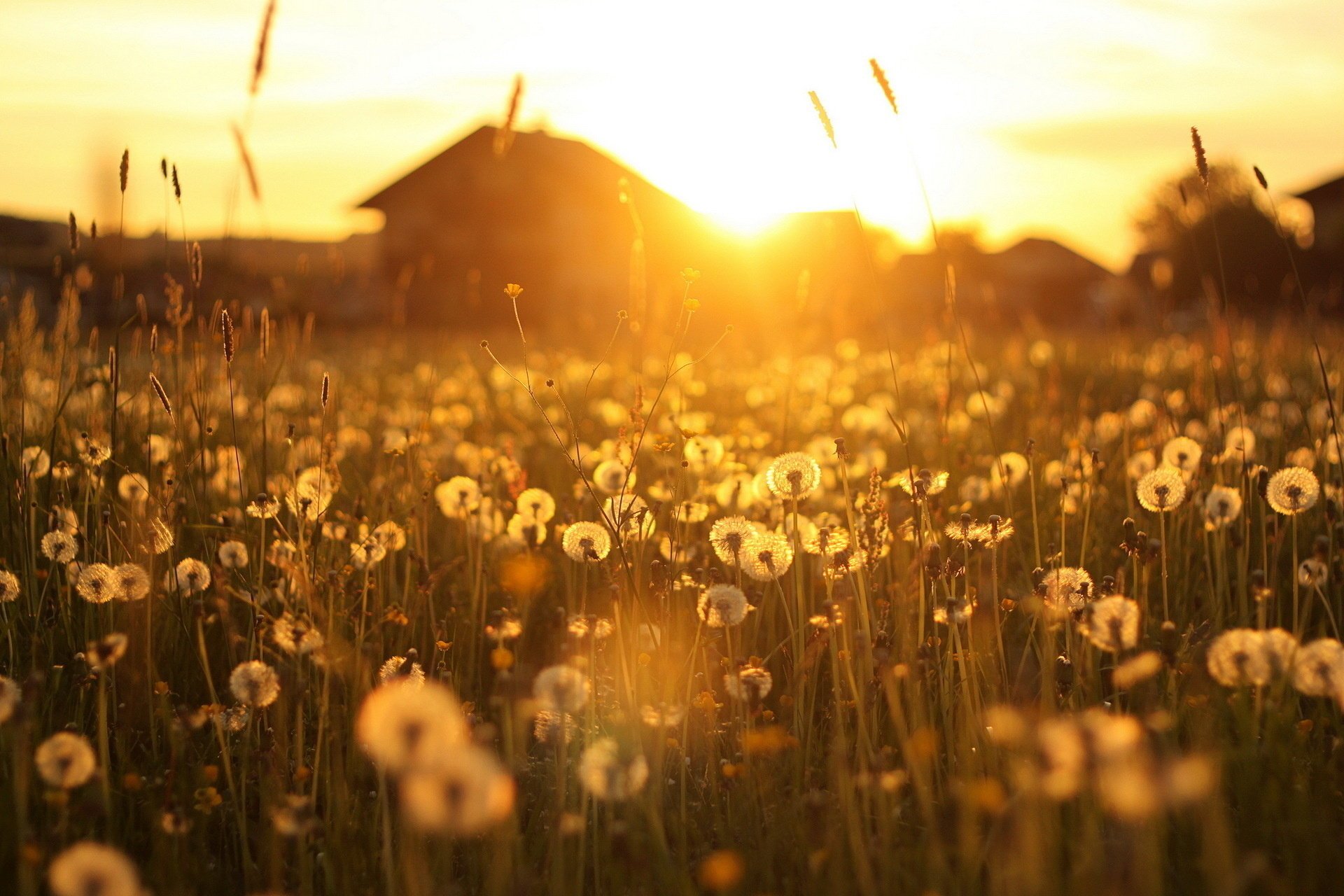 coucher de soleil paysage pissenlits maison lumière