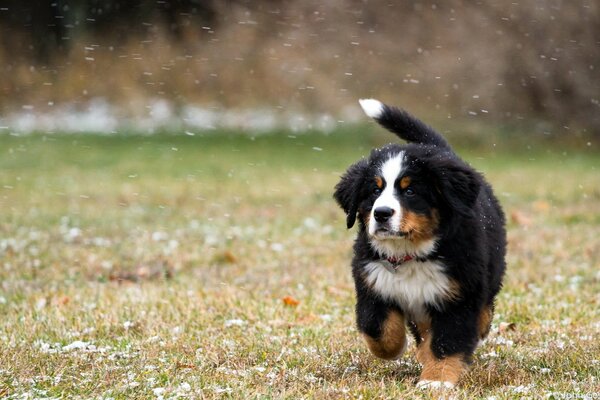 Cane che cammina sotto la prima neve