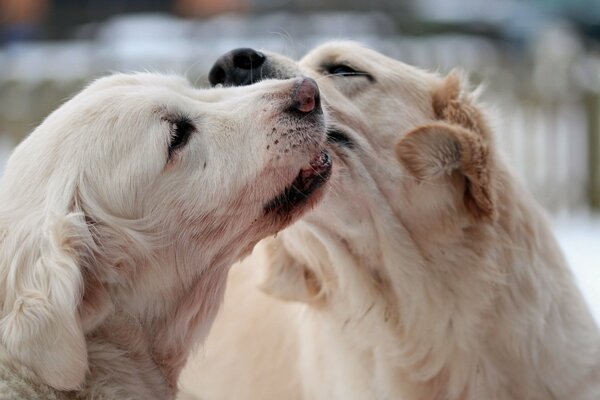 A conversation between two friends with cute ears