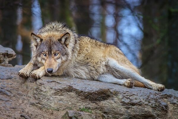 Il predatore del lupo della foresta giace su un albero caduto