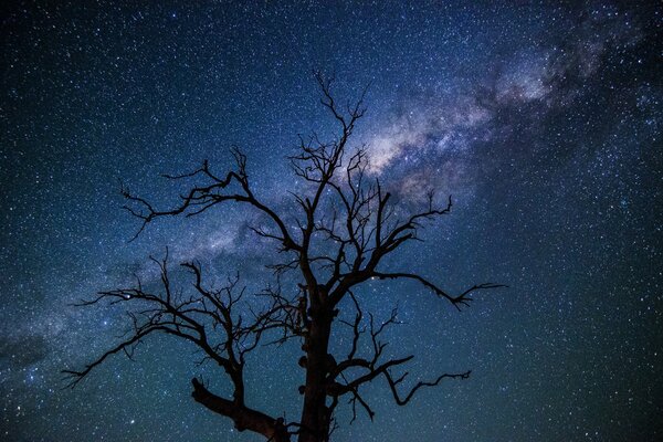 A tree on the background of the Milky Way