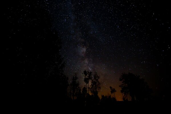 Trees on the Milky Way background