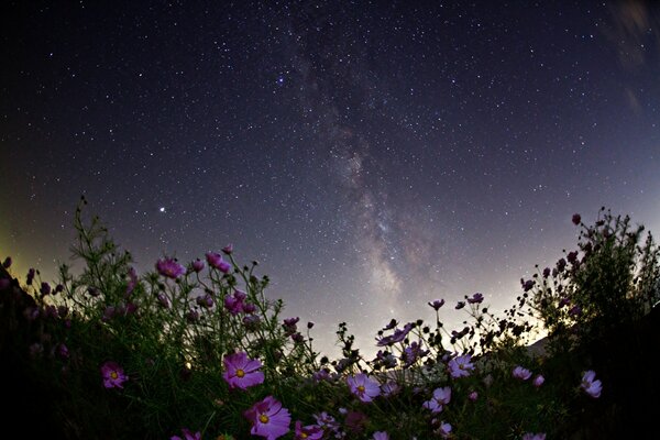 Schwefelblumen auf dem Hintergrund des Nachthimmels, Sternenhimmel mit Milchstraße