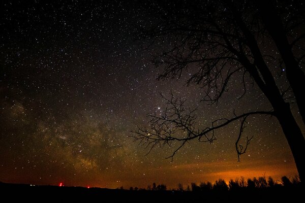 Cielo estrellado y puesta de sol detrás de siluetas de árboles