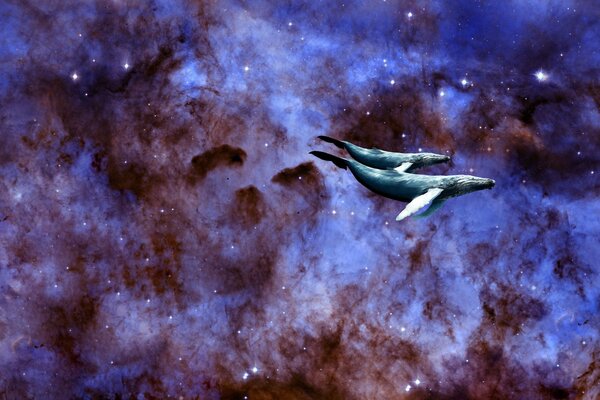 Whales swim across the starry sky of the universe