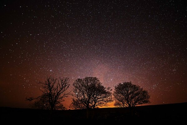 Silhouettes of trees against the background of the setting sun and the starry sky