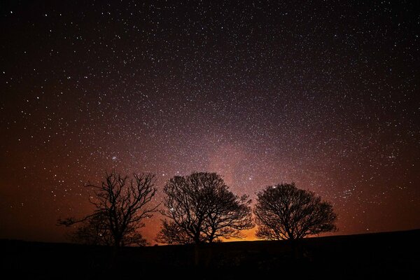 Siluetas de árboles contra el fondo del sol y el cielo estrellado