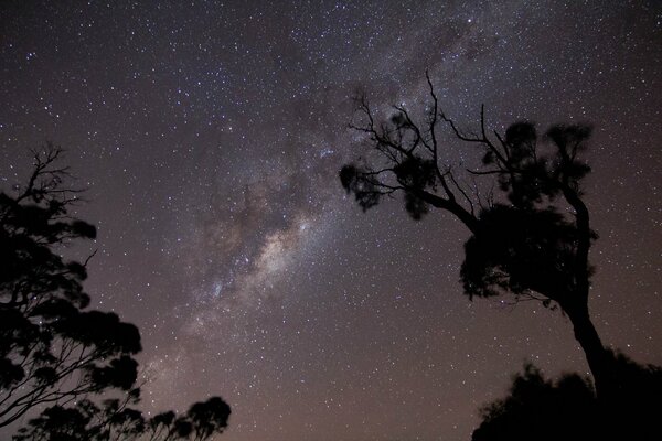 Trees look fantastic against the background of the Milky Way