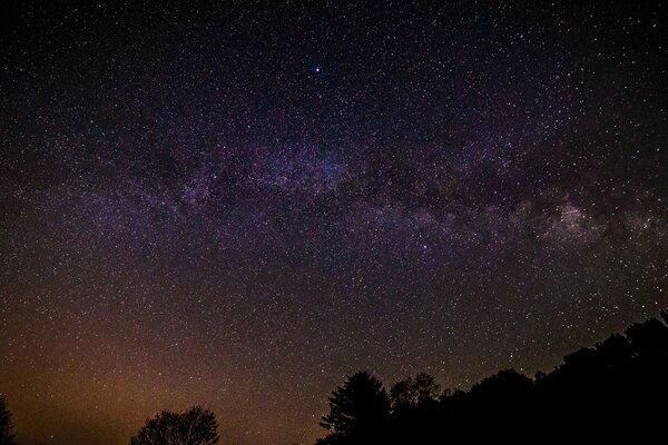 Cielo stellato sullo sfondo delle cime della foresta