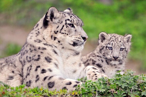 Snow leopard mom with her baby