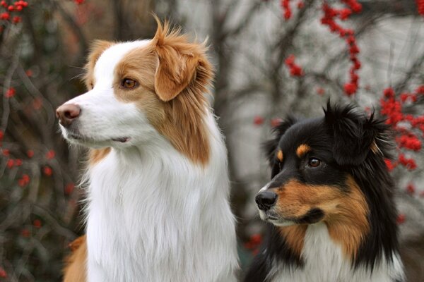 Un regard curieux. Deux amis chasseurs