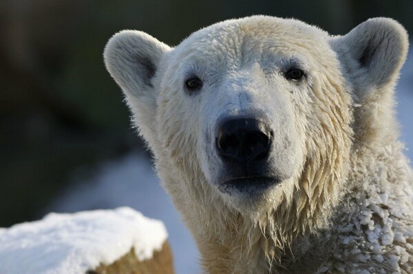 Orso Polare Polare che guarda la telecamera