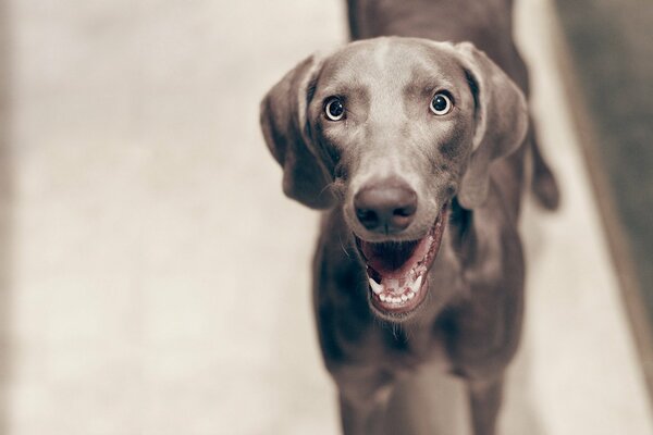 Il cane sorridente guarda gioiosamente la telecamera