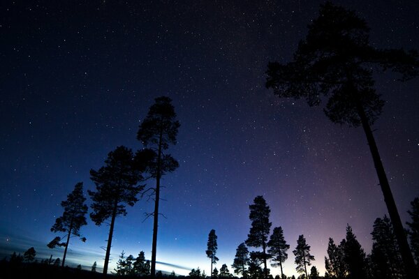 Silhouettes of trees against the background of the cosmic night sky