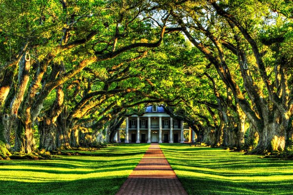 Une belle allée verte parmi les arbres