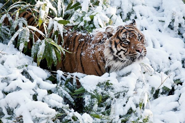 Schneebedeckte Tiger im hellen Grün