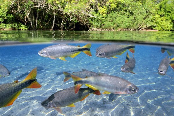 Peces de colores en agua clara