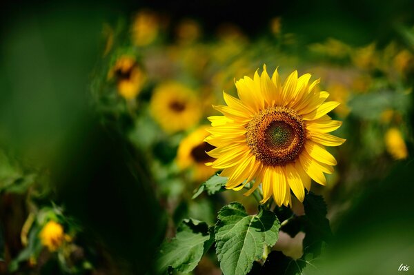 Yellow sunflower on a blurry yellow-green background