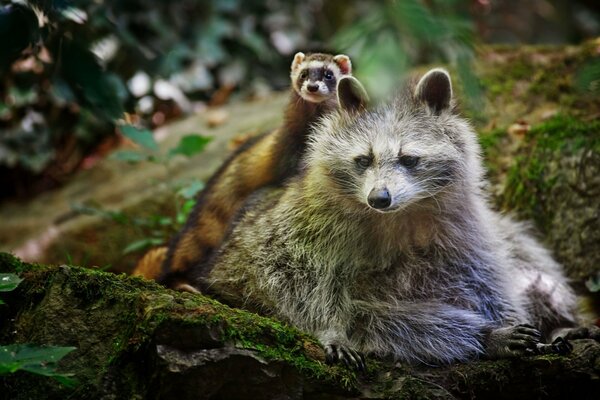 A ferret sitting on the back of his raccoon friend