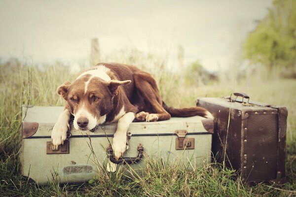 A dog lying on suitcases and grass