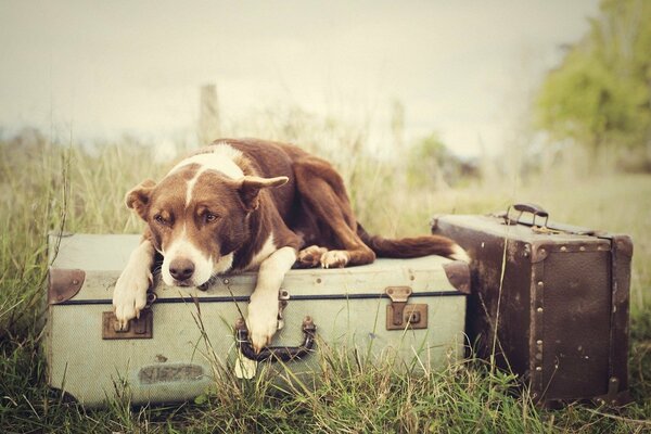Собака , лежащая на чемоданах и траве