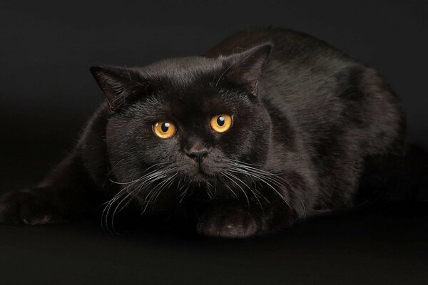 Black cat with yellow eyes