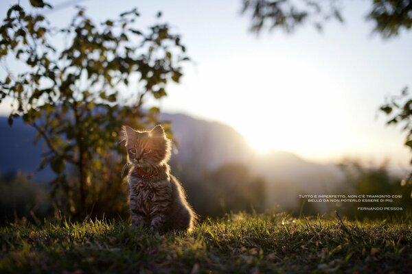 Hermoso gatito en el fondo de la naturaleza