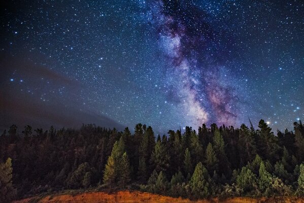 The starry sky over the forest is a beautiful view