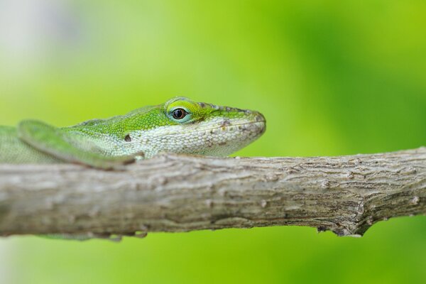A green lizard on a green background sits on a branch