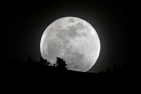 Silhouette d arbre sur fond de lune dans le ciel nocturne