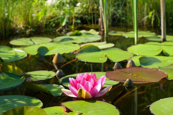 A pink lotus blooming in the water