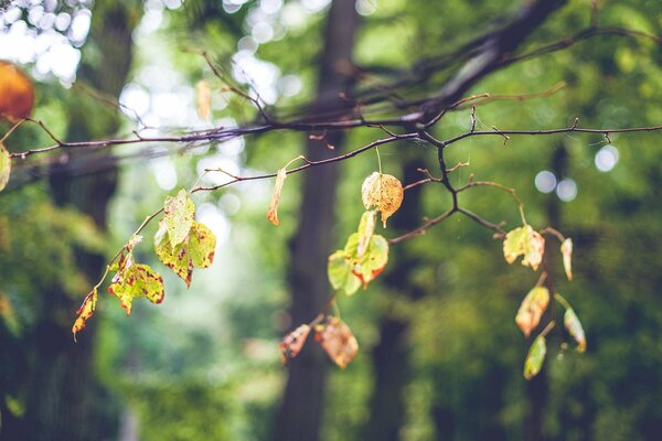 Feuilles d automne sur les branches d arbre