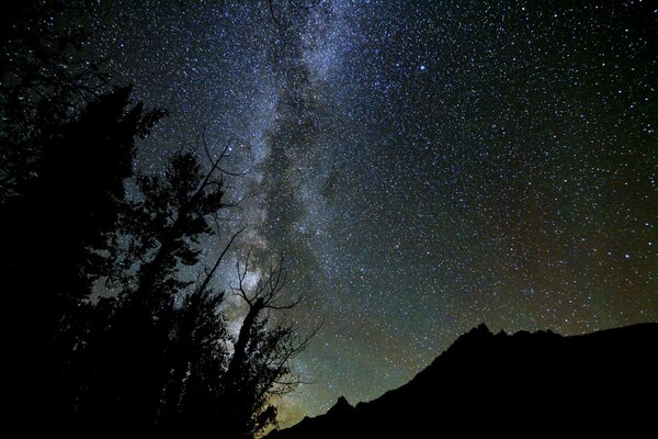 The Milky Way and the trees on its background, it s fantastic