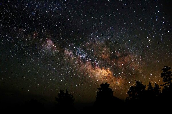 Arbres sur le fond de l espace étoilé de nuit