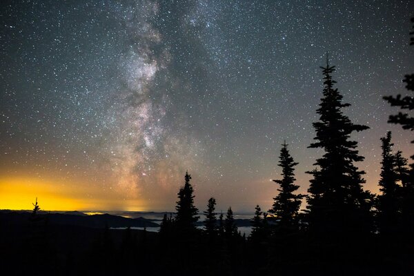 A forest on a starry night where you can see the Milky Way