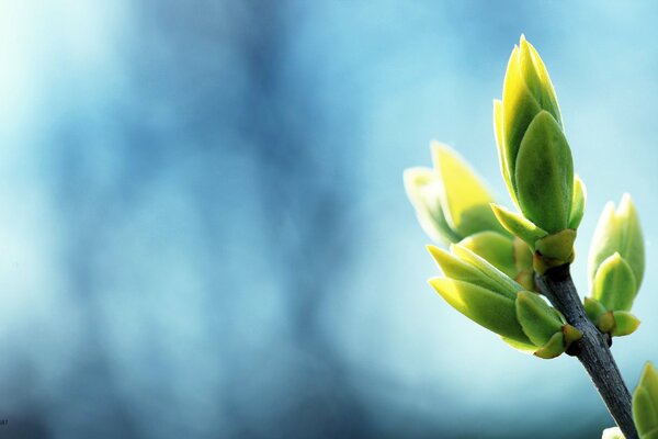 Branche d arbre avec des bourgeons au printemps sur fond bleu