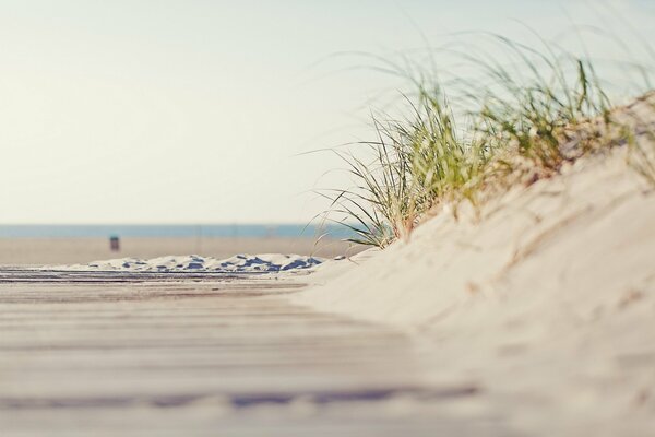 Sandy beach by the sea with grass