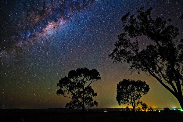 Árboles de aspecto futurista, contra el cielo estrellado 