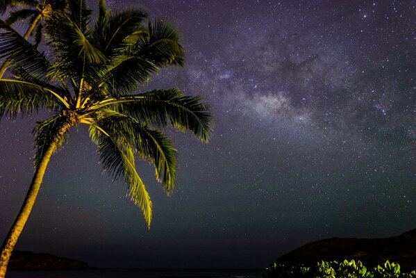 Vista de una isla nocturna con palmeras y estrellas